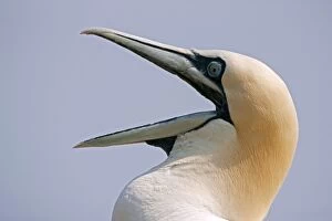 Northern Gannet with beak wide open