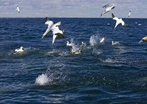 Northern Gannet - Birds fishing and diving in a feeding frenzy