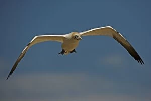 Images Dated 26th August 2005: Northern Gannet - Canada - In flight - Large white seabird with long black tipped wings