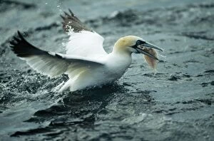Northern GANNET - with caught fish at sea
