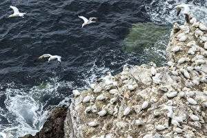 Gannets Gallery: Northern Gannet - on cliff - RSPB Troup Head Nature