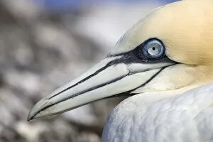 Northern Gannet - Close -Up of bird sitting on eggs