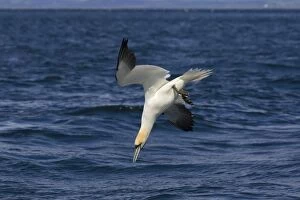 Images Dated 26th May 2007: Northern Gannet - Diving for fish