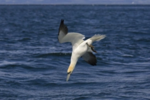 Images Dated 26th May 2007: Northern Gannet Diving for fish Bass Rock, Scotland