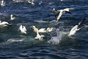 Images Dated 26th May 2007: Northern Gannet. Diving for fish Bass Rock, Scotland