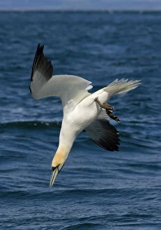 Fishing Collection: Northern Gannet Diving for fish Bass Rock, Scotland