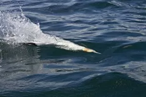 Northern Gannet - Diving for fish just below the water surface