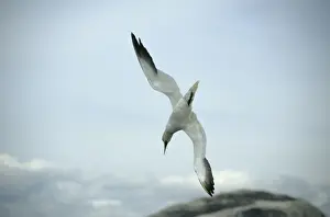 Northern Gannet - diving for fish North Sea, UK BI004925