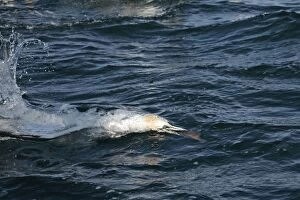 Gannets Gallery: Northern Gannet - diving for fish underwater Bass