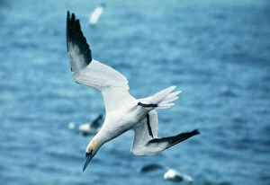 Northern GANNET - diving, at sea