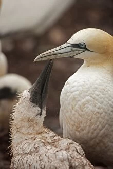 Gannets Gallery: Northern Gannet feeding young at nest