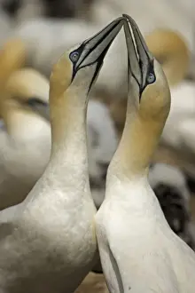 Northern Gannet - Fencing - Pair bonding display performed when couple is reunited - Large white seabird with long black tipped wings and pointed tail - Six foot wingspan - High-diving - Noted for sudden headlong plunges after prey