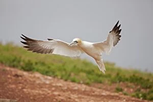 Gannets Gallery: Northern Gannet in flight