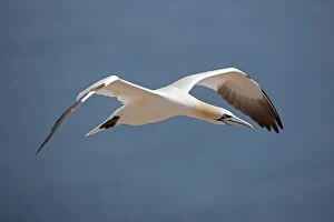 Images Dated 1st August 2013: Northern Gannet in flight