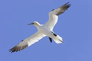 Images Dated 26th May 2007: Northern Gannet In flight Bass Rock, Scotland
