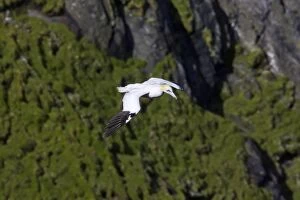 Northern GANNET - in flight in front of cliffs