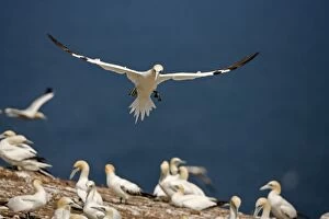 Northern Gannet - In flight coming in to land
