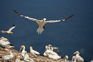 Images Dated 27th August 2005: Northern Gannet - In flight coming in to land - Six foot wingspan - High-diving - Noted for sudden