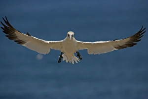 Images Dated 26th August 2005: Northern Gannet - In flight - Six foot wingspan - High-diving - Noted for sudden headlong plunges
