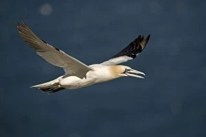 Images Dated 26th August 2005: Northern Gannet - In flight - Six foot wingspan - High-diving - Noted for sudden headlong plunges