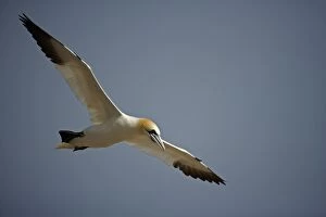 Images Dated 27th August 2005: Northern Gannet - In flight - Six foot wingspan - High-diving - Noted for sudden headlong plunges