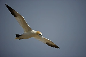 Images Dated 27th August 2005: Northern Gannet - In flight - Six foot wingspan - High-diving - Noted for sudden headlong plunges