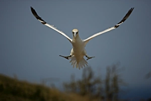 Images Dated 27th August 2005: Northern Gannet - In flight - Six foot wingspan - High-diving - Noted for sudden headlong plunges