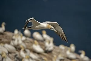 Images Dated 27th August 2005: Northern Gannet - In flight - Six foot wingspan - High-diving - Noted for sudden headlong plunges