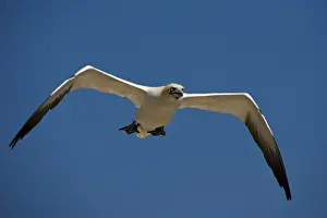 Northern Gannet - In flight - Six foot wingspan - High-diving - Noted for sudden headlong plunges after prey - Found over open ocean often close to shore