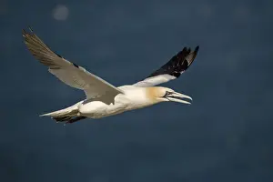 Northern Gannet - In flight - Six foot wingspan - High-diving - Noted for sudden headlong plunges after prey - Found over open ocean often close to shore