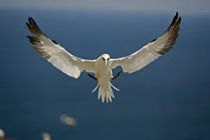 Northern Gannet - In flight - Six foot wingspan - High-diving - Noted for sudden headlong plunges after prey - Found over open ocean often close to shore