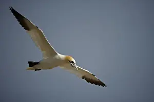 Northern Gannet - In flight - Six foot wingspan - High-diving - Noted for sudden headlong plunges after prey - Found over open ocean often close to shore