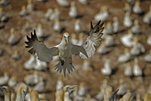 Images Dated 26th August 2005: Northern Gannet - In flight with other Gannets in background - Six foot wingspan - High-diving