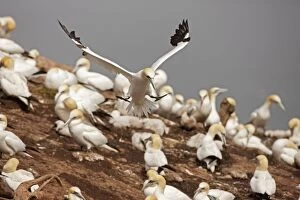 Colonies Gallery: Northern Gannet in flight at nesting colony
