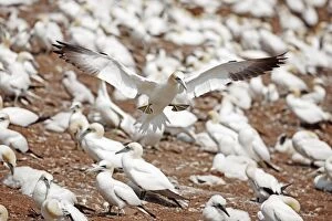 Images Dated 1st August 2013: Northern Gannet in flight at nesting colony