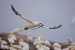 Northern Gannet in flight with nesting material