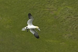 Northern GANNET - hanging on wind in front of cliffs