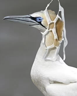 Northern Gannet head entangled in plastic six-pack ring