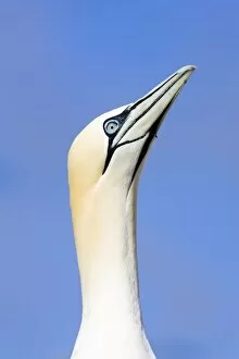 Bass Gallery: Northern Gannet - Looking up to greet incoming mate