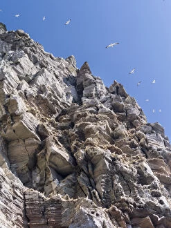 Northern Gannet (Morus bassanus), cliffs