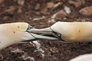 Gannets Gallery: Northern Gannet neighbouring adults fighting