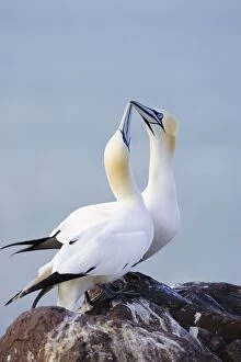 Images Dated 26th May 2007: Northern Gannet - Pair crossing bills as a greeting