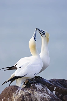 Images Dated 26th May 2007: Northern Gannet Pair crossing bills as a greeting Bass Rock, Scotland