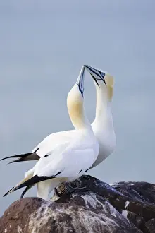 Bass Prints: Northern Gannet Pair crossing bills as a greeting Bass Rock, Scotland