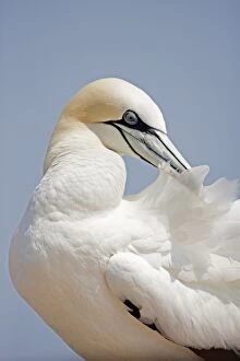 Images Dated 1st August 2013: Northern Gannet preening
