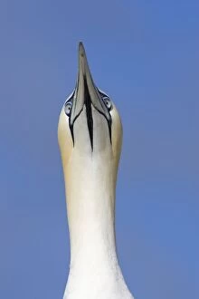 Images Dated 26th May 2007: Northern Gannet - Sky pointing