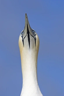Images Dated 26th May 2007: Northern Gannet Sky pointing Bass Rock, Scotland
