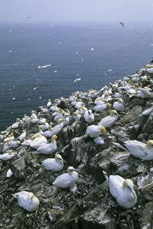 Colony Gallery: Northern Gannet, (Sula bassanus), huge Colony