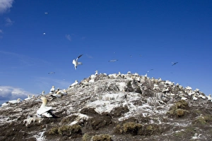 Images Dated 26th May 2007: Northern Gannet Wide view of Nesting colony. Bass Rock, Scotland
