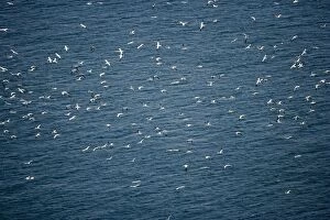 Images Dated 27th August 2005: Northern Gannets - In flight over sea - Large white seabird with long black tipped wings